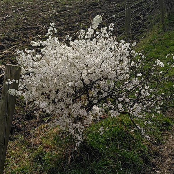 Blackthorn