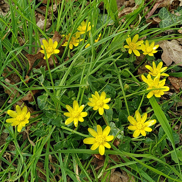 Lesser Celandine