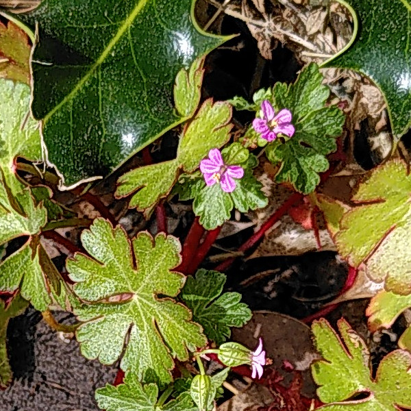 Shining Cranesbill