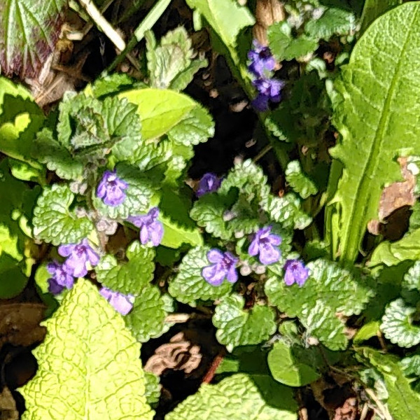 Ground Ivy