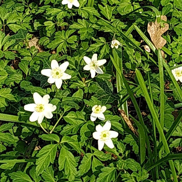 Wood Anenome