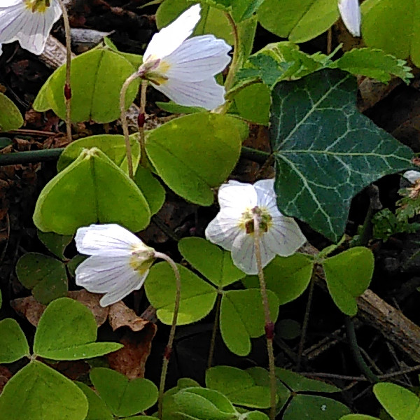 Wood Sorrel