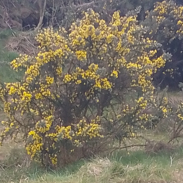 Gorse
